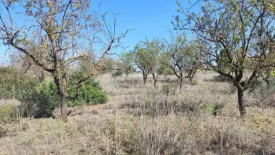 Rustic finca on Ctra S/N photo 7