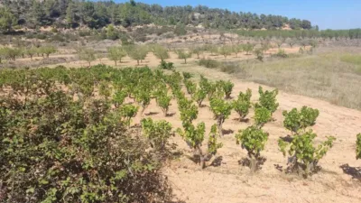 Rustic property on Carretera Horta S/N photo 4