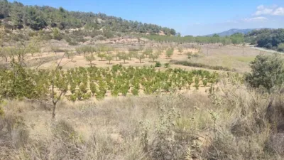 Rustic property on Carretera Horta S/N photo 6