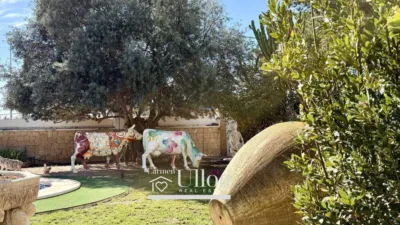 House in Sol y Luz photo 57