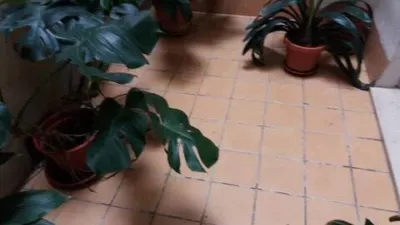 Apartment in La Xerea photo 2