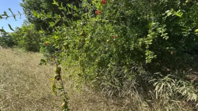 Terreno en venta en Guardamar del Segura - Más