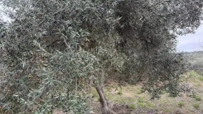 Rustic property in Atzeneta del Maestrat photo 38