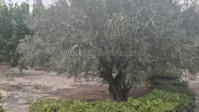 House in El Palmar photo 73