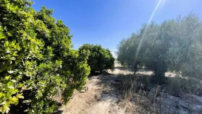 Casa – Elche, la Foia - Vista 4
