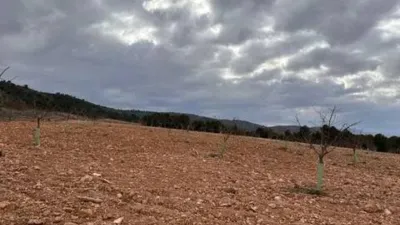 Rustic house in Villena photo 34