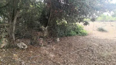 Rustic house in Felanitx photo 10