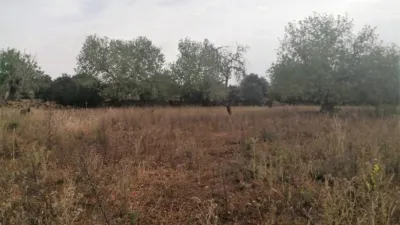 Rustic house in Felanitx photo 14
