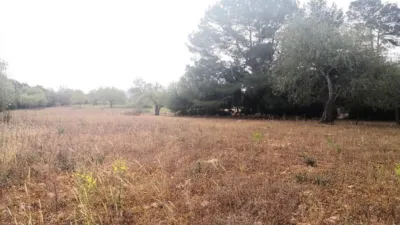 Rustic house in Felanitx photo 4