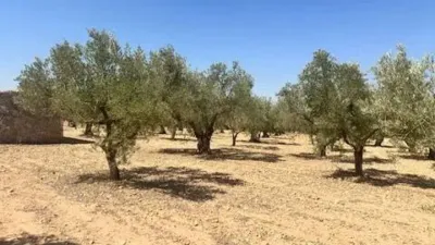 Terreno en venta en Biar - Vista 3