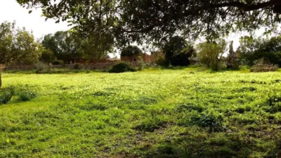 Rustic property in Algaida photo 50