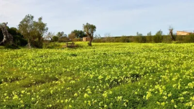 Rustic property in Algaida photo 53