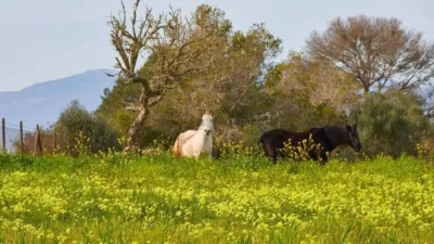 Rustic property in Algaida photo 59