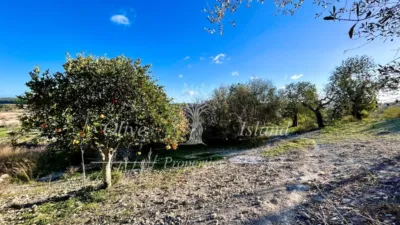 Rustic Finca in Sineu photo 19