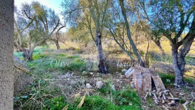 Rustic Finca in Sineu photo 29