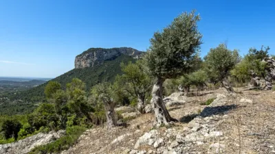 Rustic house in Alaró photo 22