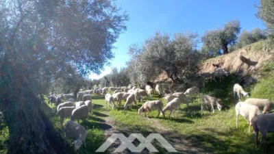 Rustic finca in Alozaina photo 31