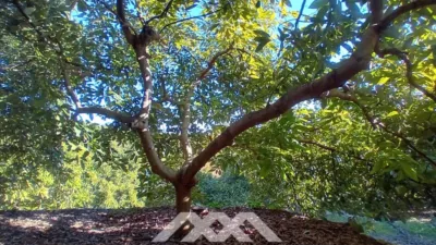 Rustic finca in Alozaina photo 36