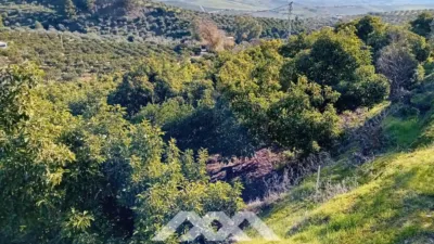 Rustic finca in Alozaina photo 40
