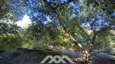 Rustic finca in Alozaina photo 44