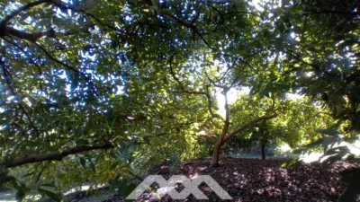 Rustic finca in Alozaina photo 45