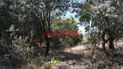 Rustic farm in Peraleda de la Mata photo 15