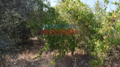 Rustic farm in Peraleda de la Mata photo 7