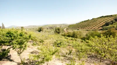 Rustic Finca in Coín photo 7