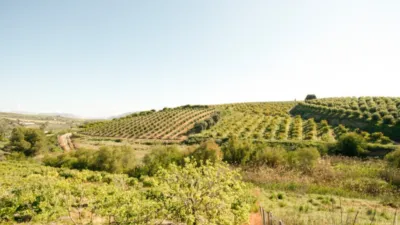 Rustic Finca in Coín photo 8