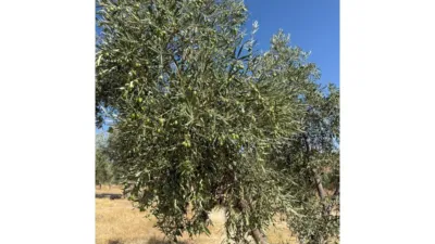 Rustic Finca in Alhama de Granada photo 10