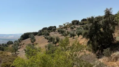 Rustic Finca in Alhama de Granada photo 11