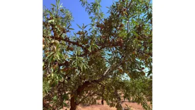 Rustic Finca in Alhama de Granada photo 4