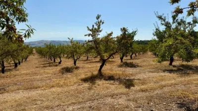 Rustic Finca in Alhama de Granada photo 5