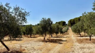 Rustic Finca in Alhama de Granada photo 7