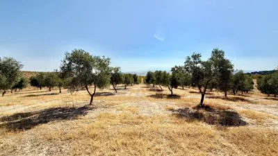 Rustic Finca in Alhama de Granada photo 8