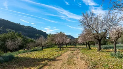 Rustic house in Alaró photo 12