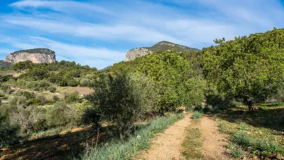 Rustic house in Alaró photo 13