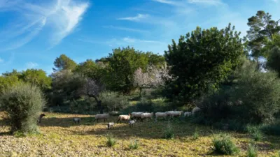 Rustic house in Alaró photo 16