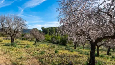 Rustic house in Alaró photo 6