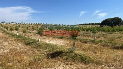 Finca rústica en venta en Belvís de Monroy - Vista 4