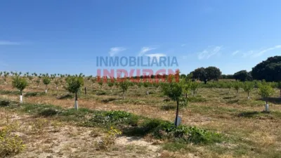 Finca rústica en venta en Belvís de Monroy - Vista 5