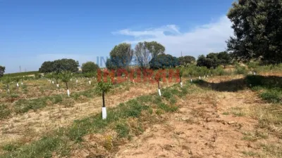 Rustic farm in Belvís de Monroy photo 5
