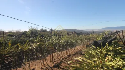 Rustic Finca in Alcaide photo 11