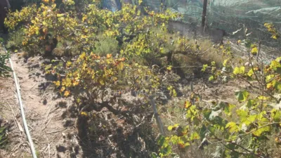 Rustic Finca in Alcaide photo 19