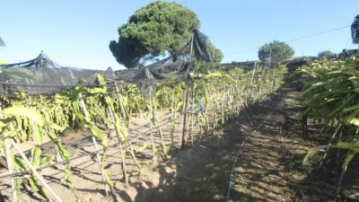 Rustic Finca in Alcaide photo 9