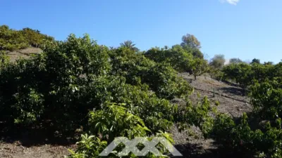 Rustic Finca in Viñuela photo 9