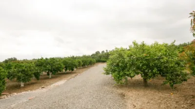 Rustic Finca in Centro photo 7