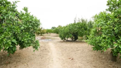 Rustic Finca in Centro photo 9