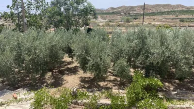 House in Antas photo 29