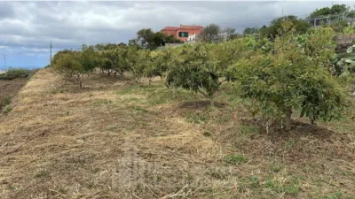 Rustic Finca in El Sauzal photo 6
